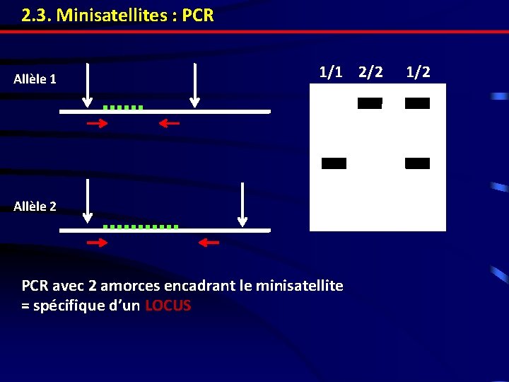 2. 3. Minisatellites : PCR Allèle 1 1/1 2/2 Allèle 2 PCR avec 2