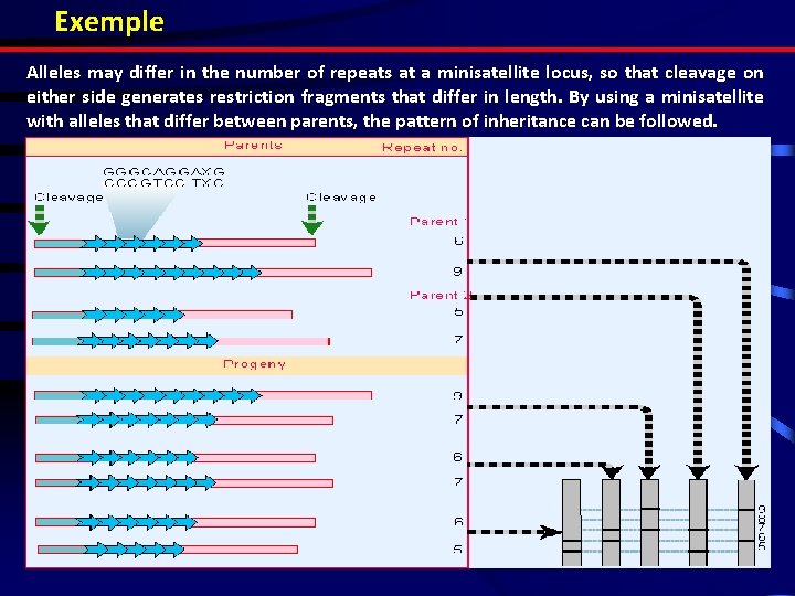 Exemple Alleles may differ in the number of repeats at a minisatellite locus, so