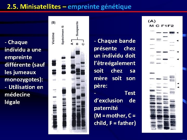 2. 5. Minisatellites – empreinte génétique - Chaque individu a une empreinte différente (sauf