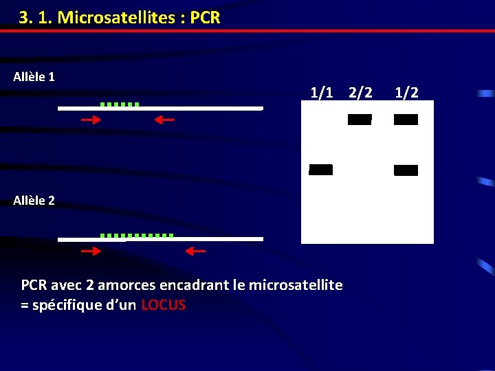 3. 1. Microsatellites : PCR Allèle 1 1/1 2/2 Allèle 2 PCR avec 2