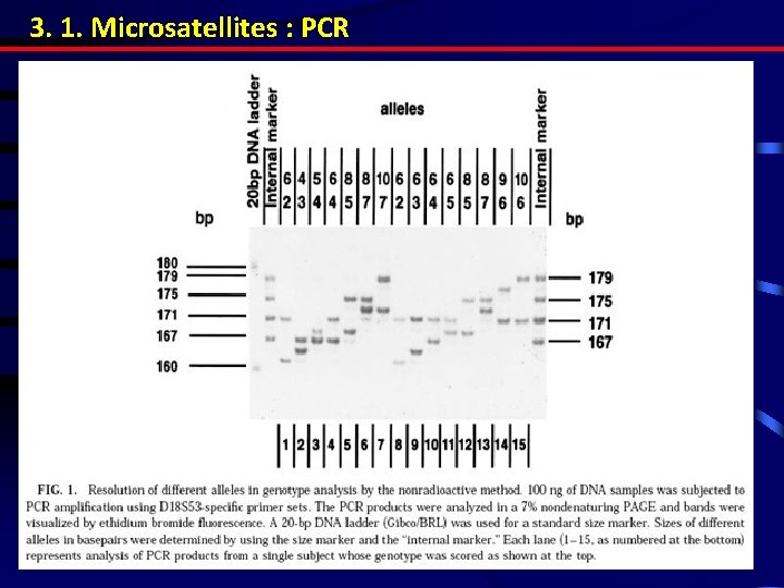 3. 1. Microsatellites : PCR 