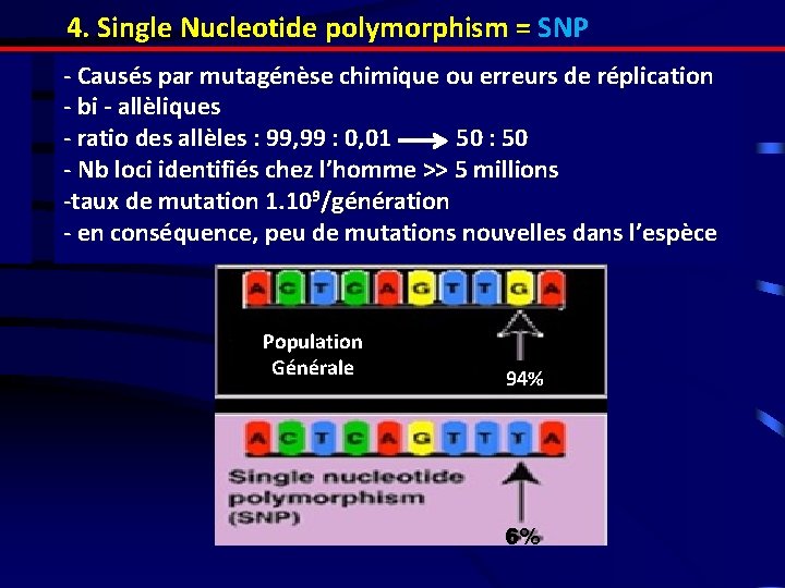 4. Single Nucleotide polymorphism = SNP - Causés par mutagénèse chimique ou erreurs de