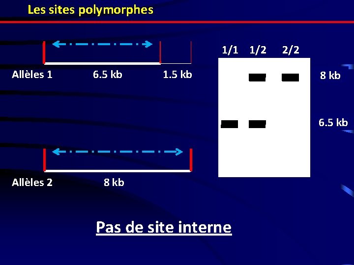 Les sites polymorphes 1/1 1/2 Allèles 1 6. 5 kb 1. 5 kb 2/2