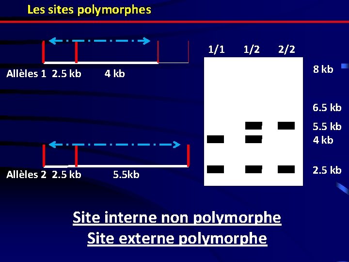 Les sites polymorphes 1/1 Allèles 1 2. 5 kb 1/2 2/2 4 kb 8