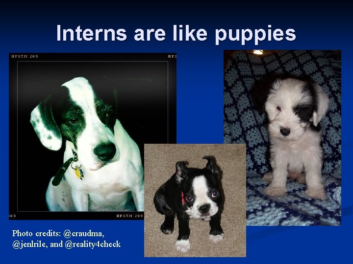 Interns are like puppies Photo credits: @craudma, @jenlrile, and @reality 4 check 