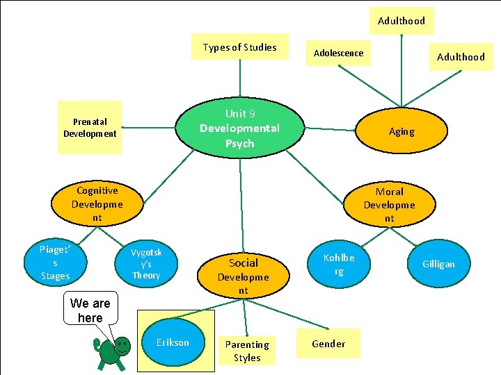 Adulthood Types of Studies Adolescence Unit 9 Developmental Psych Prenatal Development Aging Cognitive Developme