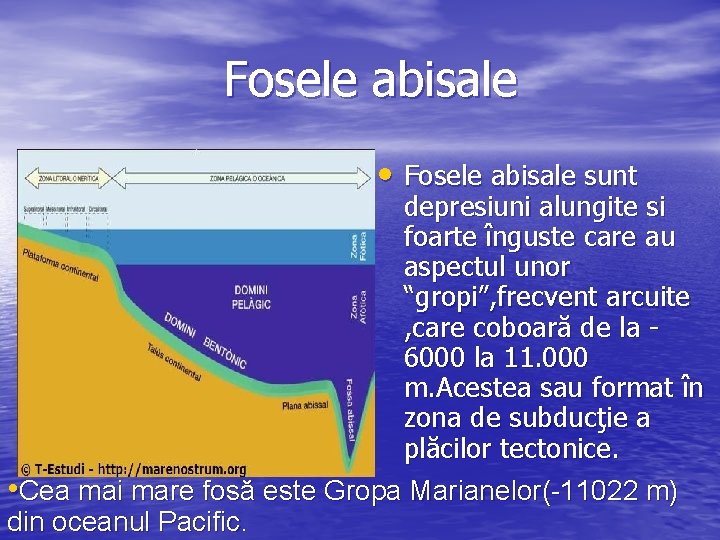 Fosele abisale • Fosele abisale sunt depresiuni alungite si foarte înguste care au aspectul