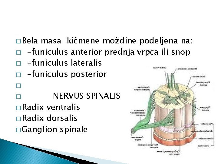 � Bela � � � masa kičmene moždine podeljena na: -funiculus anterior prednja vrpca