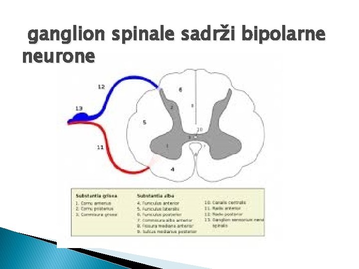 ganglion spinale sadrži bipolarne neurone 