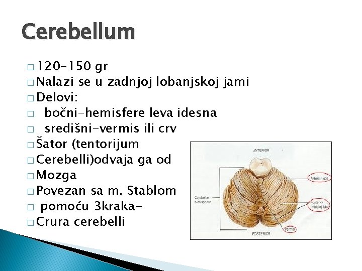 Cerebellum � 120 -150 gr � Nalazi se u zadnjoj lobanjskoj jami � Delovi: