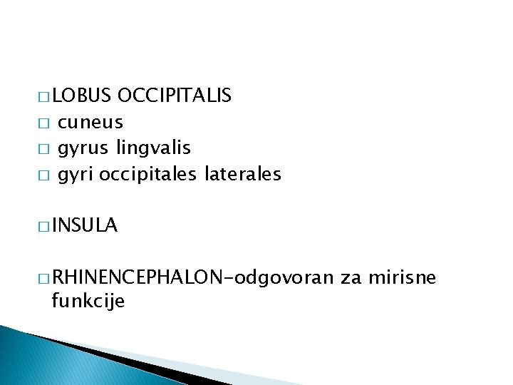 � LOBUS � � � OCCIPITALIS cuneus gyrus lingvalis gyri occipitales laterales � INSULA