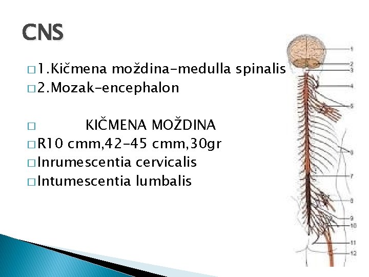CNS � 1. Kičmena moždina-medulla spinalis � 2. Mozak-encephalon KIČMENA MOŽDINA � R 10
