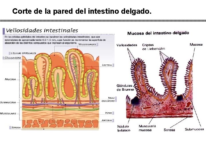 Corte de la pared del intestino delgado. 