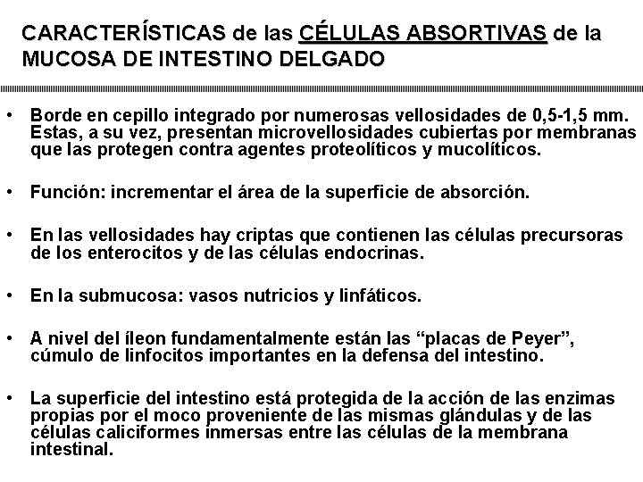 CARACTERÍSTICAS de las CÉLULAS ABSORTIVAS de la MUCOSA DE INTESTINO DELGADO • Borde en