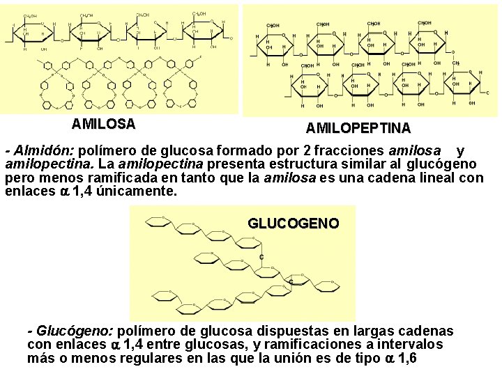AMILOSA AMILOPEPTINA - Almidón: polímero de glucosa formado por 2 fracciones amilosa y amilopectina.