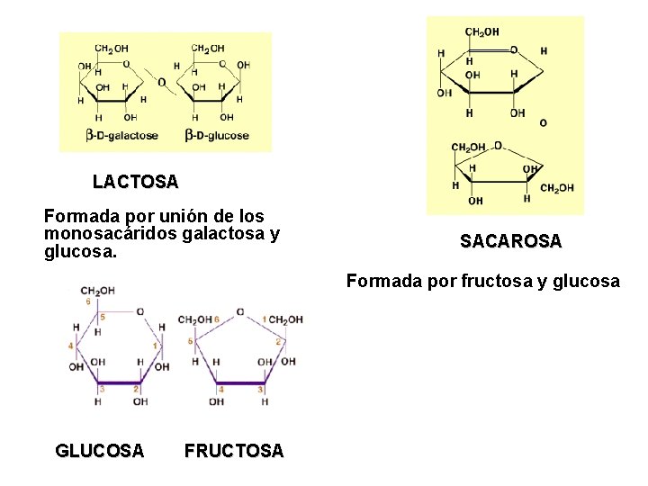 LACTOSA Formada por unión de los monosacáridos galactosa y glucosa. SACAROSA Formada por fructosa