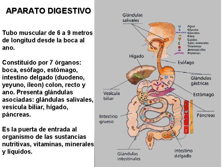 APARATO DIGESTIVO Tubo muscular de 6 a 9 metros de longitud desde la boca