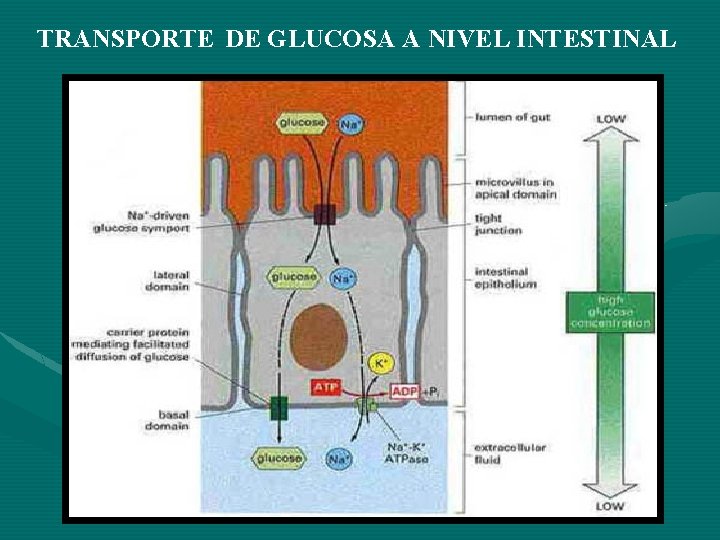 TRANSPORTE DE GLUCOSA A NIVEL INTESTINAL 