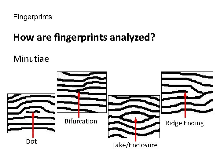 Fingerprints How are fingerprints analyzed? Minutiae Bifurcation Dot Ridge Ending Lake/Enclosure 