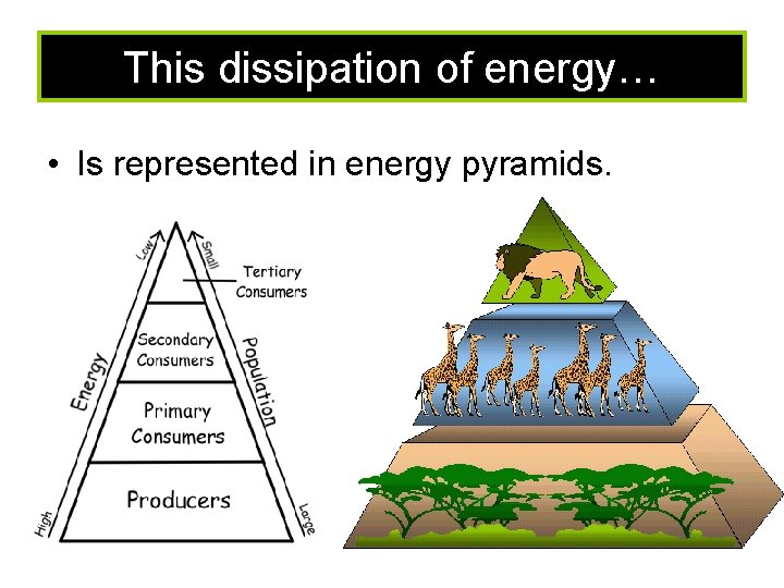 This dissipation of energy… • Is represented in energy pyramids. 