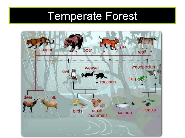 Temperate Forest 