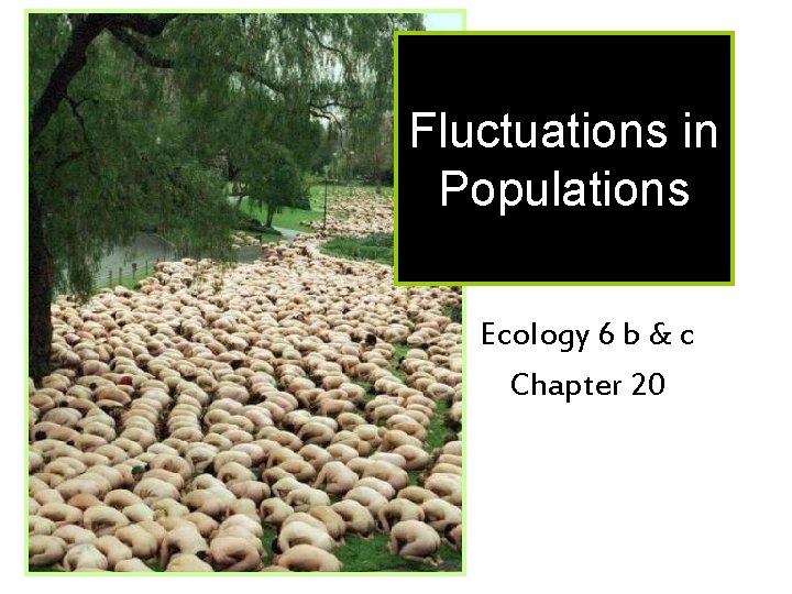 Fluctuations in Populations Ecology 6 b & c Chapter 20 