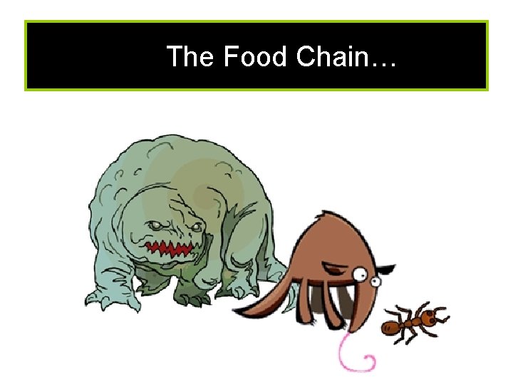 The Food Chain… 