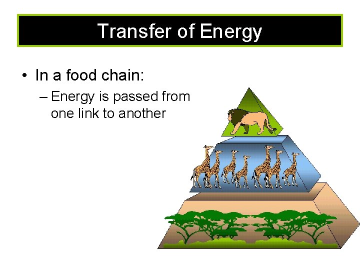 Transfer of Energy • In a food chain: – Energy is passed from one