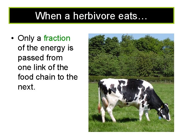 When a herbivore eats… • Only a fraction of the energy is passed from