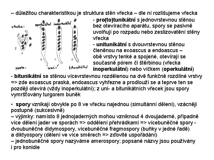 – důležitou charakteristikou je struktura stěn vřecka – dle ní rozlišujeme vřecka - pro(to)tunikátní