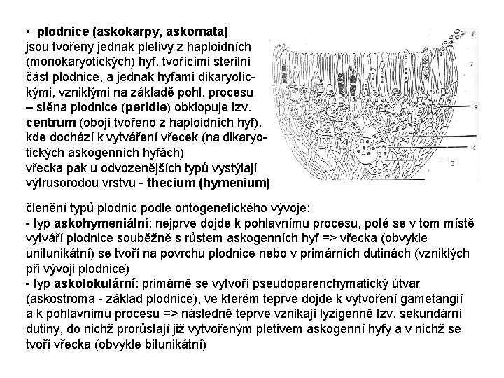  • plodnice (askokarpy, askomata) jsou tvořeny jednak pletivy z haploidních (monokaryotických) hyf, tvořícími