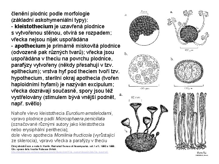 členění plodnic podle morfologie (základní askohymeniální typy): - kleistothecium je uzavřená plodnice s vytvořenou