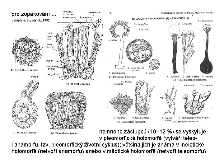 pro zopakování. . . nemnoho zástupců (10– 12 %) se vyskytuje v pleomorfické holomorfě