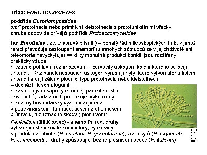 Třída: EUROTIOMYCETES podtřída Eurotiomycetidae tvoří protothecia nebo primitivní kleistothecia s prototunikátními vřecky zhruba odpovídá