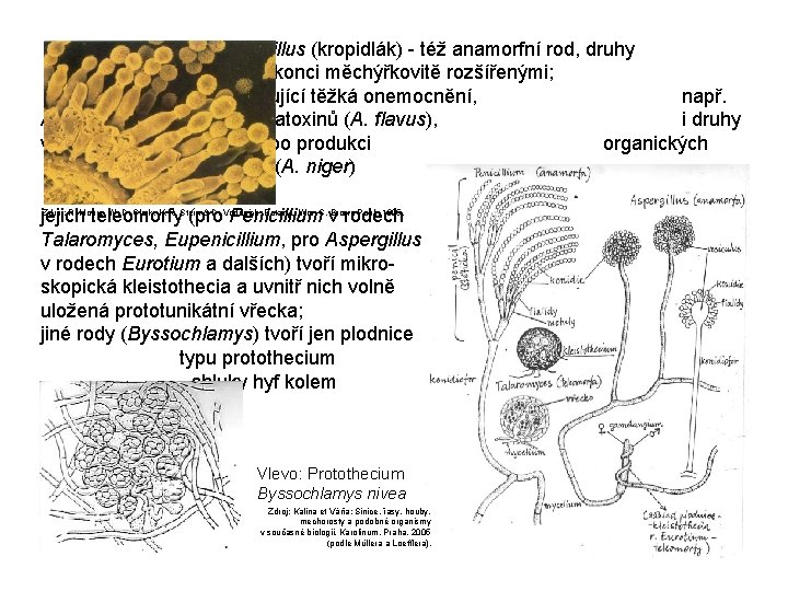  Aspergillus (kropidlák) - též anamorfní rod, druhy s konidiofory na konci měchýřkovitě rozšířenými;
