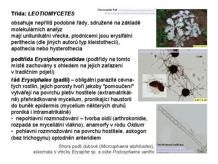Třída: LEOTIOMYCETES Foto Jaroslav Rod, http: //botany. upol. cz/atlasy/system /gallery. php? entry=Microsphaera%20 alphitoides obsahuje