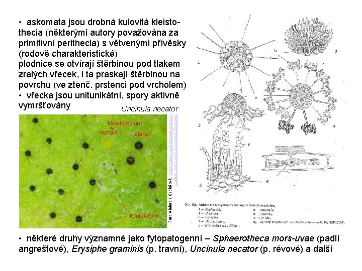 Foto Michaela Sedlářová, http: //botany. upol. cz/atlasy/system /gallery. php? entry=Uncinula%20 necator • askomata jsou