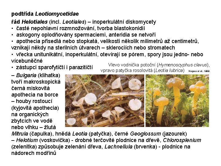 podtřída Leotiomycetidae řád Helotiales (incl. Leotiales) – inoperkulátní diskomycety • časté nepohlavní rozmnožování, tvorba