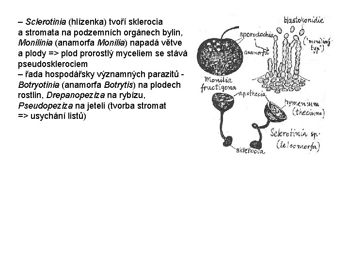 – Sclerotinia (hlízenka) tvoří sklerocia a stromata na podzemních orgánech bylin, Monilinia (anamorfa Monilia)