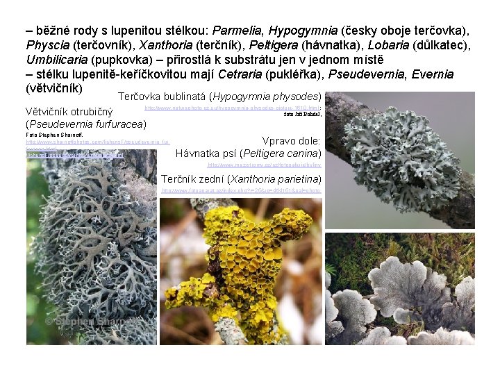– běžné rody s lupenitou stélkou: Parmelia, Hypogymnia (česky oboje terčovka), Physcia (terčovník), Xanthoria