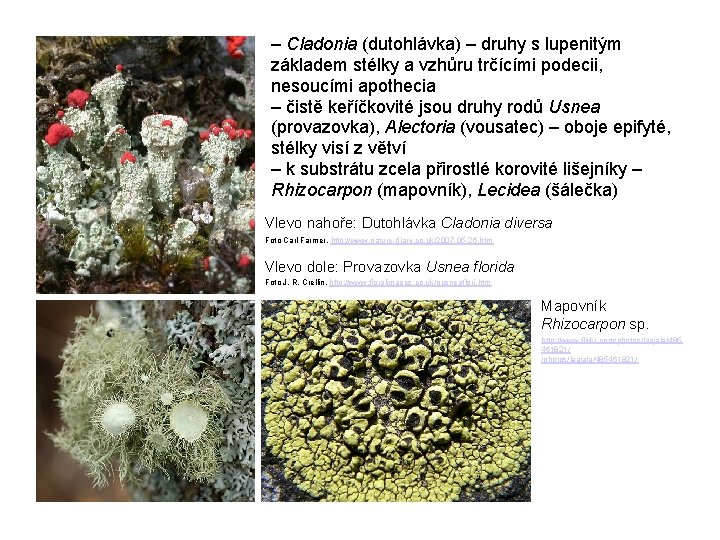 – Cladonia (dutohlávka) – druhy s lupenitým základem stélky a vzhůru trčícími podecii, nesoucími
