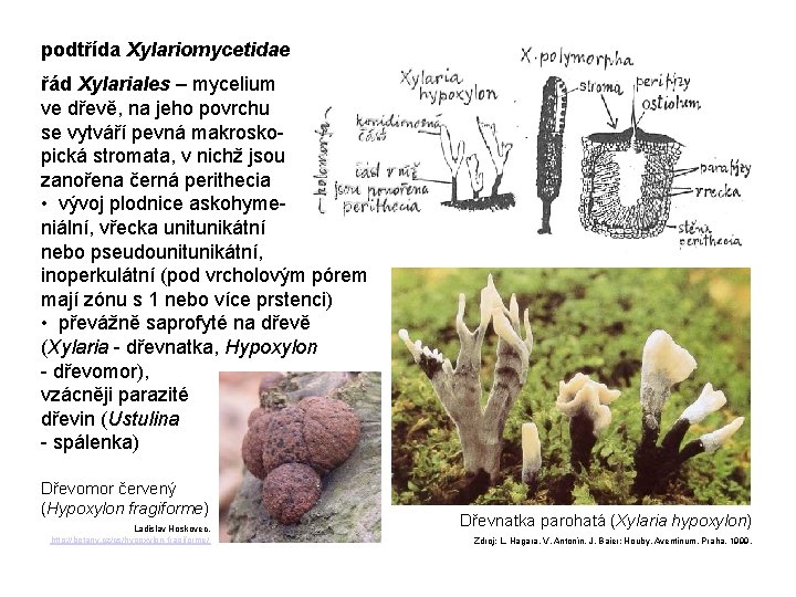 podtřída Xylariomycetidae řád Xylariales – mycelium ve dřevě, na jeho povrchu se vytváří pevná