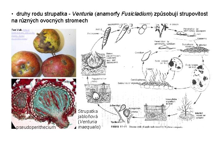  • druhy rodu strupatka - Venturia (anamorfy Fusicladium) způsobují strupovitost na různých ovocných