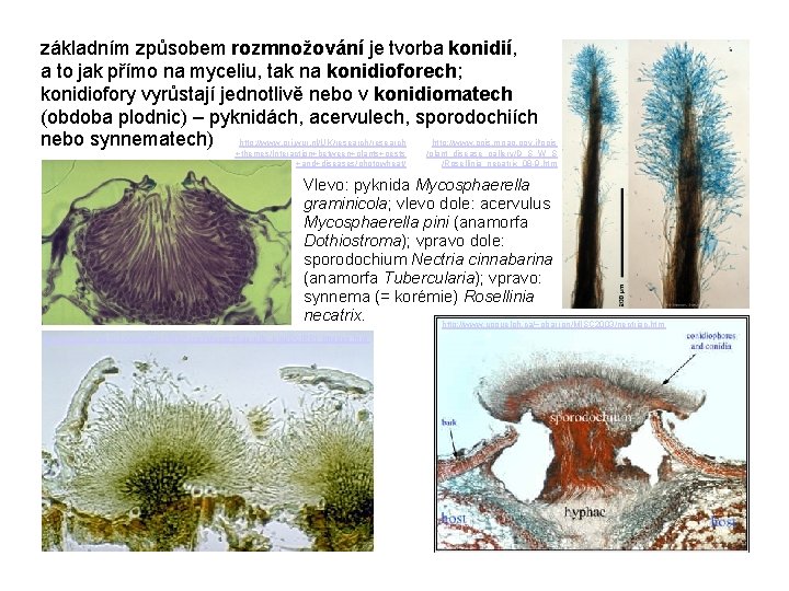 základním způsobem rozmnožování je tvorba konidií, a to jak přímo na myceliu, tak na