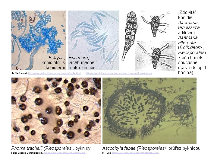 Botrytis, Fusarium, konidiofor s vícebuněčné konidiemi makrokonidie Joëlle Dupont, http: //www. mnhn. fr/microchampignons/joelle. html