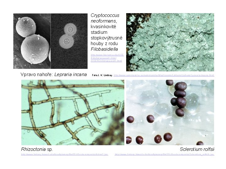 Cryptococcus neoformans, kvasinkovité stadium stopkovýtrusné houby z rodu Filobasidiella http: //www. bio. tamu. edu/USE