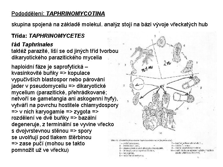 Pododdělení: TAPHRINOMYCOTINA skupina spojená na základě molekul. analýz stojí na bázi vývoje vřeckatých hub