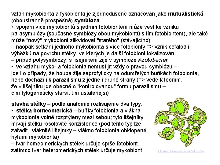 vztah mykobionta a fykobionta je zjednodušeně označován jako mutualistická (oboustranně prospěšná) symbióza • spojení