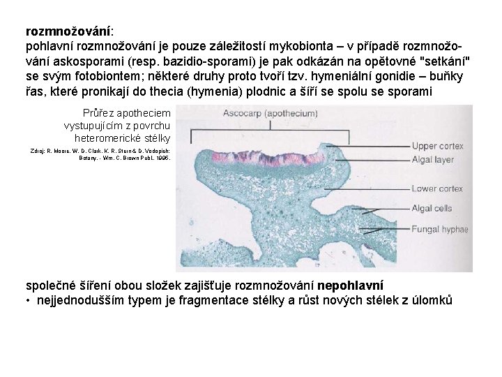 rozmnožování: pohlavní rozmnožování je pouze záležitostí mykobionta – v případě rozmnožování askosporami (resp. bazidio-sporami)