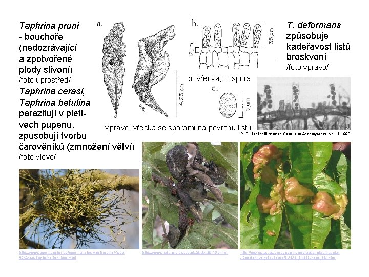 Taphrina pruni - bouchoře (nedozrávající a zpotvořené plody slivoní) /foto uprostřed/ T. deformans způsobuje